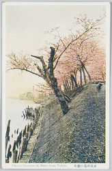 東京向島の桜花 / Cherry Blossoms of Mukojima, Tokyo image