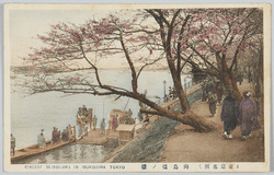 (東京名所)向島堤ノ桜 / (Famous Views of Tokyo) Cherry Blossoms along the Mukojima Embankment image