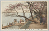 (東京名所)向島堤ノ桜/(Famous Views of Tokyo) Cherry Blossoms along the Mukojima Embankment image