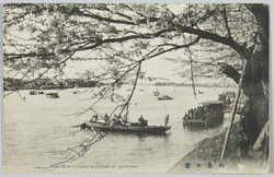 向島の桜 / Cherry Blossoms of Mukojima image