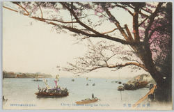 隅田川の桜花 / Cherry Blossoms along the Sumida River image