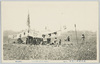 武州浮間の原　桜草絵葉書（４）/Picture Postcard of Primroses on the Ukimagahara Field, Bushu (4) image