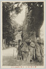 欅大門(府中)大欅(周囲三十尺)/Keyaki Daimon (Zelkova Tree-Lined Avenue) (Fuchu) Large Zelkova Tree (Girth: 30 Shaku (Approx. 9 Meters)) image
