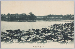 不忍の蓮花 / Lotus Flowers in the Shinobazu Pond image