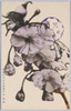 (江北荒川堤五色桜の内)紫桜/(Kohoku Arakawa Embankment Five Color Cherry Blossoms) Purple Cherry Blossoms image
