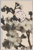 (江北荒川堤五色桜の内)浅黄桜/(Kohoku Arakawa Embankment Five Color Cherry Blossoms) Light Yellow Cherry Blossoms image
