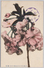 (江北荒川堤五色桜の内)緋桜/(Kohoku Arakawa Embankment Five Color Cherry Blossoms) Scarlet Cherry Blossoms image