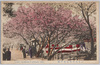 江北荒川堤五色の桜/Kohoku Arakawa Embankment Five Color Cherry Blossoms image