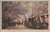江北荒川堤五色の桜/Kohoku Arakawa Embankment Five Color Cherry Blossoms image