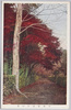 平林寺境内紅葉/Heirinji Temple: Autumn Leaves in the Precincts image