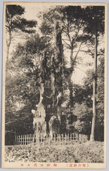 (明治神宮)御神木代々木 / (Meijijingu Shrine) Sacred Tree Yoyogi image