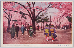 飛鳥山の桜花 / Cherry Blossoms on the Asukayama Hill image