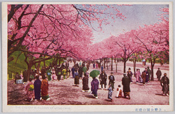 上野公園の桜花 / Cherry Blossoms in Ueno Park image