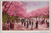 上野公園の桜花/Cherry Blossoms in Ueno Park image