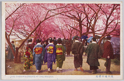 荒川堤の桜花 / Cherry Blossoms on the Arakawa Embankment image