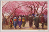 荒川堤の桜花/Cherry Blossoms on the Arakawa Embankment image