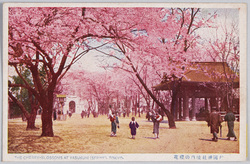 靖国神社境内の桜花 / Cherry Blossoms in the Precincts of the Yasukuni Shrine image