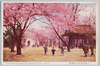 靖国神社境内の桜花/Cherry Blossoms in the Precincts of the Yasukuni Shrine image