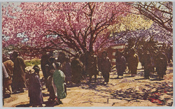 荒川堤紅色桜 / Red Cherry Blossoms on the Arakawa Embankment image
