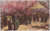 荒川堤紅色桜/Red Cherry Blossoms on the Arakawa Embankment image