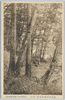 武州西川森林地帯其六/Nishikawa Forest Land, Bushu (6)  image