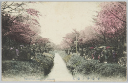 小金井ノ桜花 / Cherry Blossoms in Koganei image