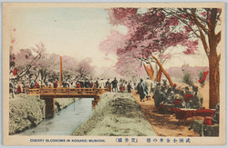 武州小金井の桜(貫井橋) / Cherry Blossoms in Koganei, Bushu (Nukuibashi Bridge) image
