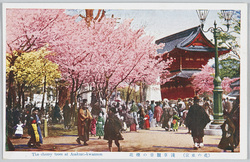 (花の東京)浅草観音の桜花 / (Tokyo in Full Bloom) Cherry Blossoms at the Asakusa Kannon Temple image
