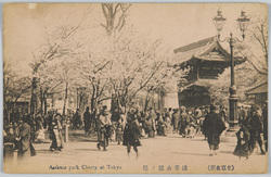 (東京名所)浅草公園ノ桜 / (Famous Views of Tokyo) Cherry Blossoms in Asakusa Park image