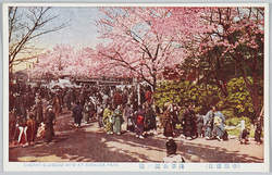 (帝都桜花)浅草公園ノ桜 / (Cherry Blossoms in the Imperial Capital) Cherry Blossoms in Asakusa Park image