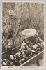 (大正三年四月)新吉原花魁道中 (其三)角海老楼/(April 1914)Procession of Courtesans at  Shin Yoshiwara (Part 3), Kadoebirō image
