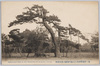 東京目黒不動境内徳川三代将軍篭打ノ松/Kagouchi no Matsu Pine Tree Associated with the Third Tokugawa Shōgun in the Precincts of the Meguro Fudōson Temple, Tokyo image