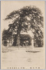 御行の松/Ogyō no Matsu Pine Tree image