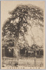 御行の松/Ogyō no Matsu Pine Tree image