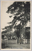 根岸の里御行の松/Ogyō no Matsu Pine Tree in the Village of Negishi image