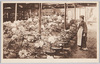 ぼたん絵葉書 (２)/Picture Postcard of Peonies (2) image