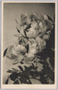 ぼたん絵葉書 (４)/Picture Postcard of Peonies (4) image