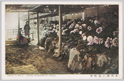 本所四ッ目牡丹 / Peony Blossoms at Yotsume, Honjo image