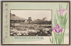 菖蒲ノ名所 堀切 (大正二年六月十五日撮影) / Horikiri Renowned for Its Irises (Photographed on June 15th, 1913) image