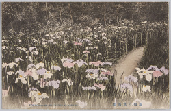 堀切の菖蒲園 / Iris Garden in Horikiri image
