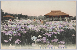 東都堀切ノ花菖蒲の観花園 / Kankaen Iris Garden in Horikiri in the Eastern Capital image