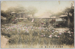 東京名所堀切菖蒲園 (其三) / Famous Views of Tokyo: Horikiri Iris Garden (3) image
