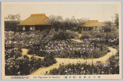 堀切花菖蒲 (堀切園) / Irises in Horikiri (Horikirien Garden) image