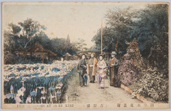 四つ木花菖蒲 (吉野園) / Irises in Yotsugi (Yoshinoen Garden) image