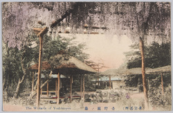 (東京名所)吉野園ノ藤 / (Famous Views of Tokyo) Wisteria Flowers in the Yoshinoen Garden image