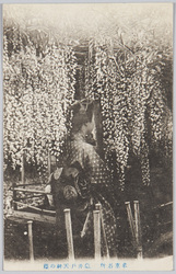 東京名所 亀井戸天神の藤 / Famous Views of Tokyo: Wisteria Flowers in the Kameido Tenjin Shrine image