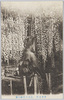 東京名所　亀井戸天神の藤/Famous Views of Tokyo: Wisteria Flowers in the Kameido Tenjin Shrine image