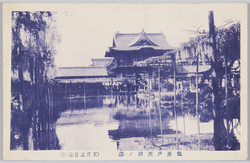 亀井戸天神ノ藤 (五月五日撮影) / Wisteria Flowers in the Kameido Tenjin Shrine (Photographed on May 5th) image