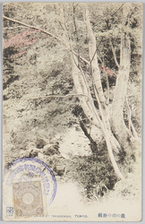 瀧の川の新樹 / Trees Covered with Fresh Leaves along the Takinogawa River image
