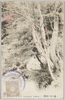 瀧の川の新樹/Trees Covered with Fresh Leaves along the Takinogawa River image